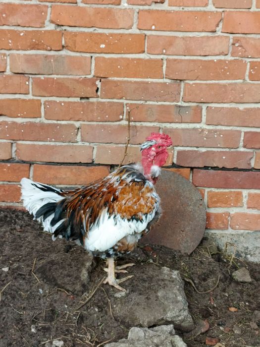 Kogut araukana, kogut gołoszyjka