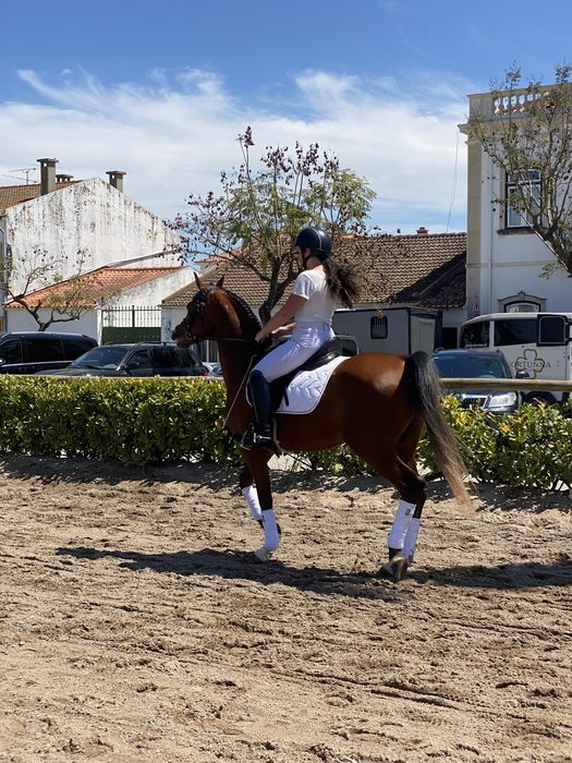 Elmikon, Garanhao, PSA 5 anos Castanho