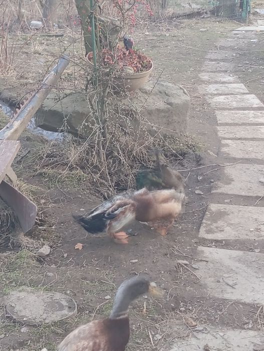 Kaczki biegusy pogromcy ślimaków jaja do wylęgu a także młode kaczki