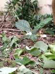 Planta nespereira magnorio em vaso
