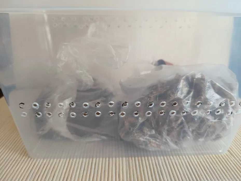 WYSYŁKA Zestaw box ślimak afrykański terrarium pojemnik plastikowy