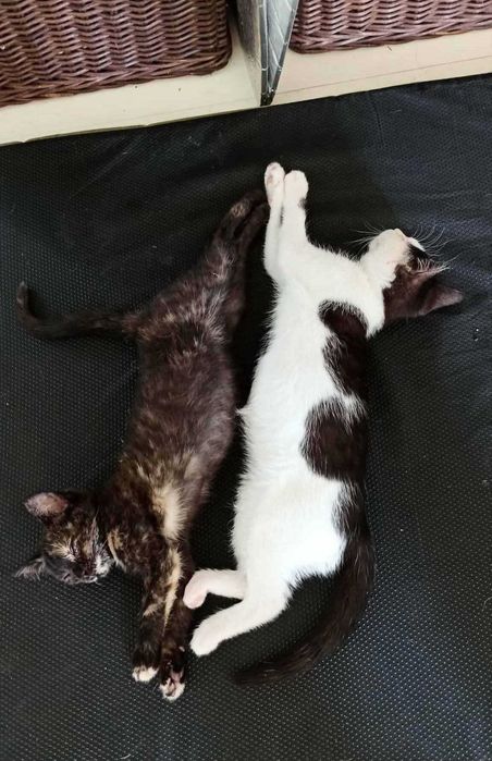 MEWA I BURZA wciąż marzą ...