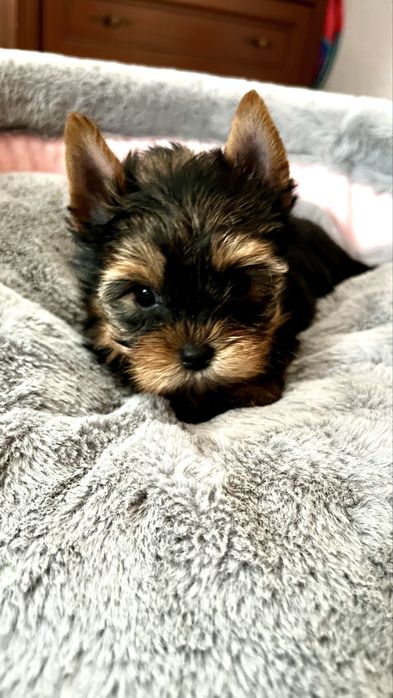 Pies pieski yorkshirre terier