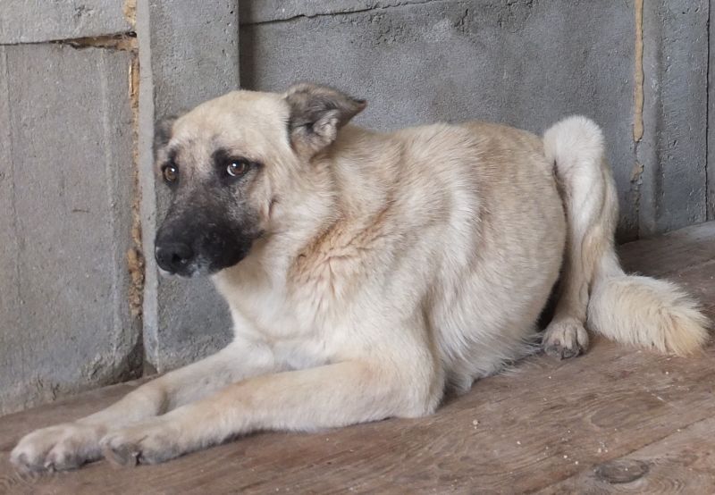 Blady - olbrzym czeka na swój dom