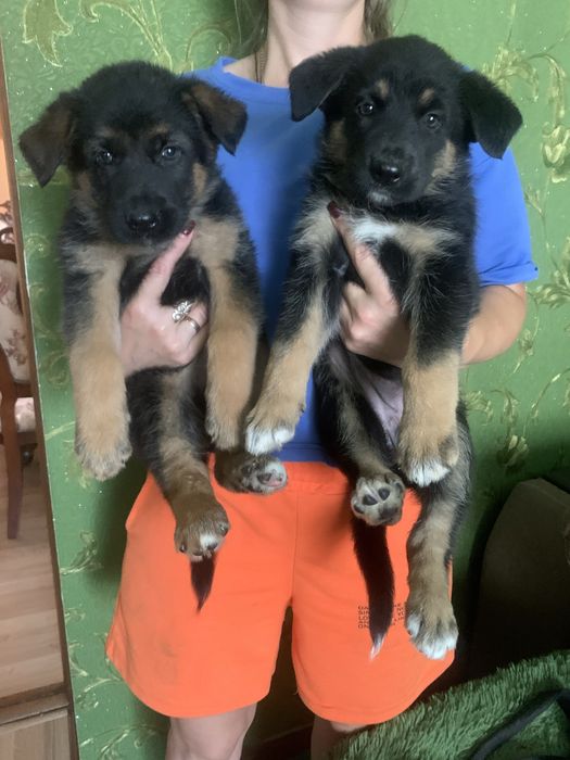 Продам щенят Німецької вівчарки