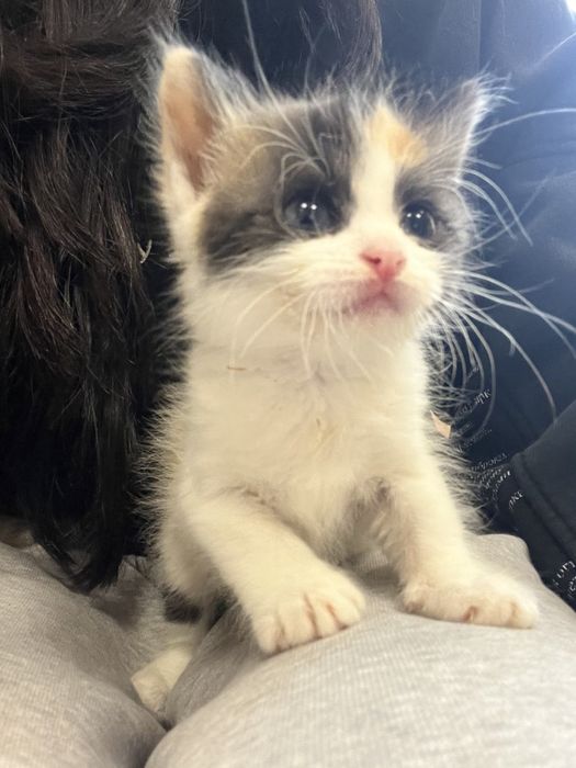 Кошеня ДІВЧИНКА котенок Малишка 1,5 місяці