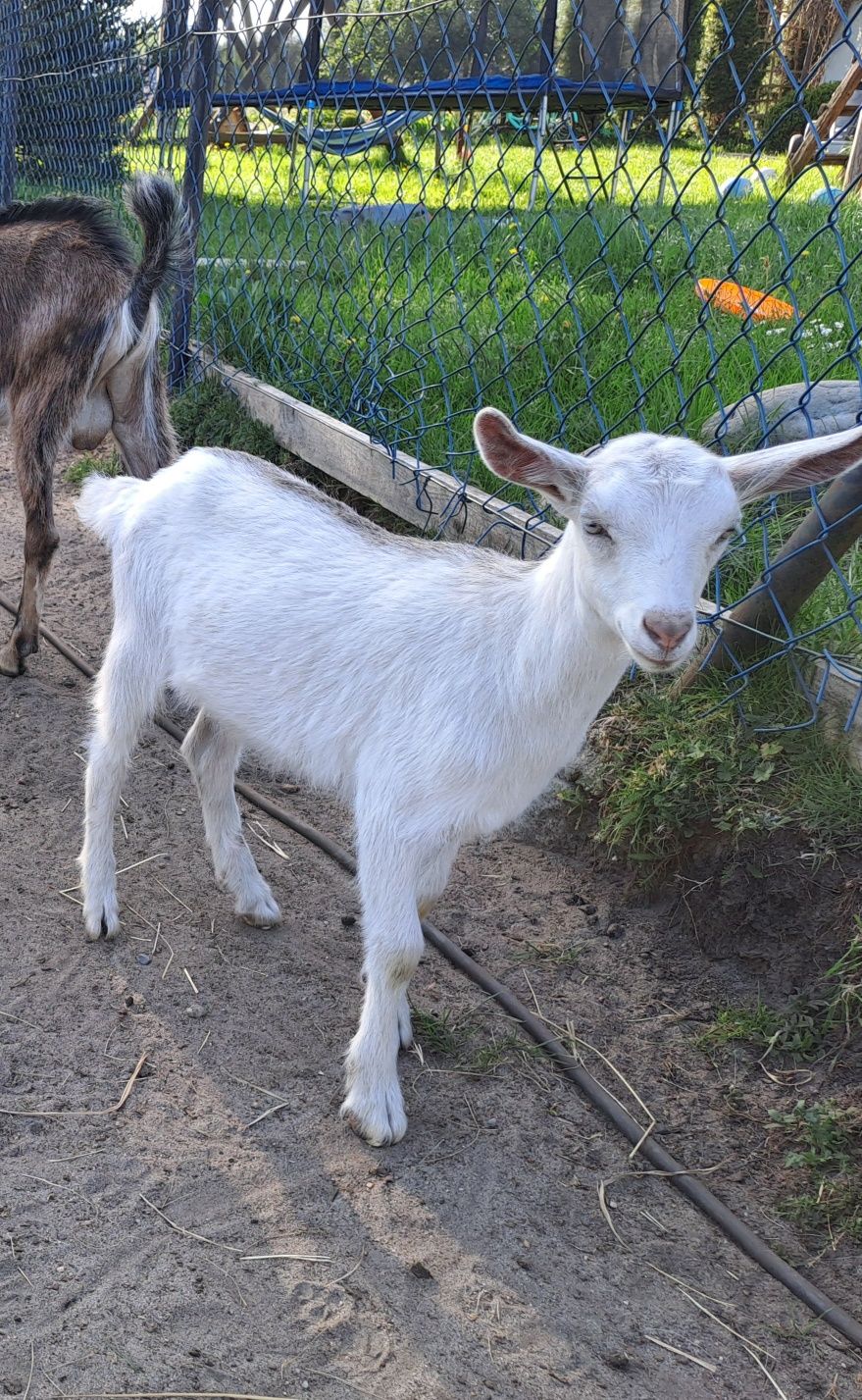 Kózka koza z genami anglonubijskimi