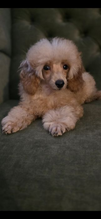 Pudel pudelki miniaturowe -chłopiec