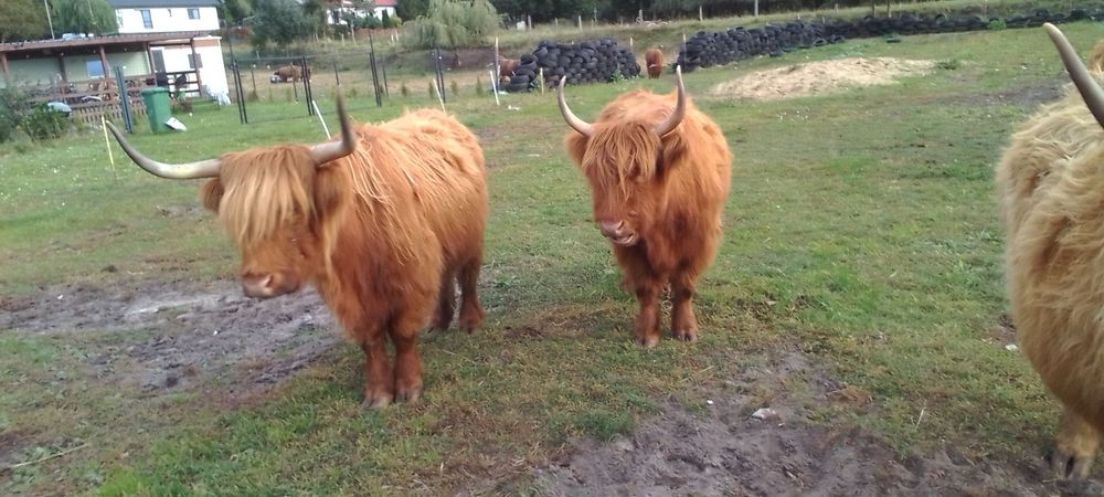 Sprzedaż stada rasy Highland lub sztuki pojedyczo