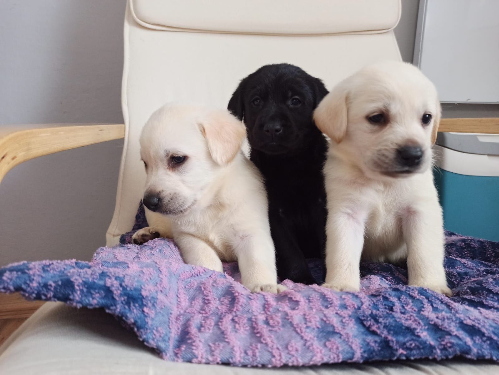 Labrador Retriever Z Rodowodem