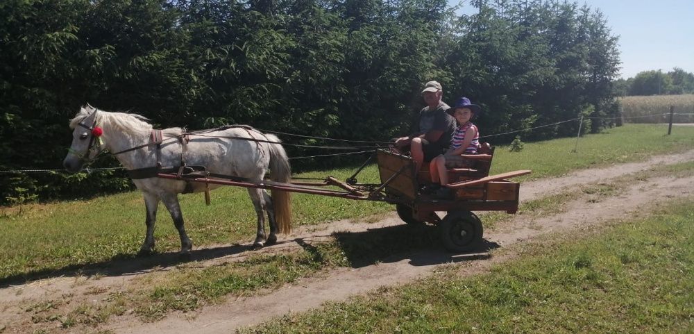 Sprzedam dokarta dla kucyka/kuca.