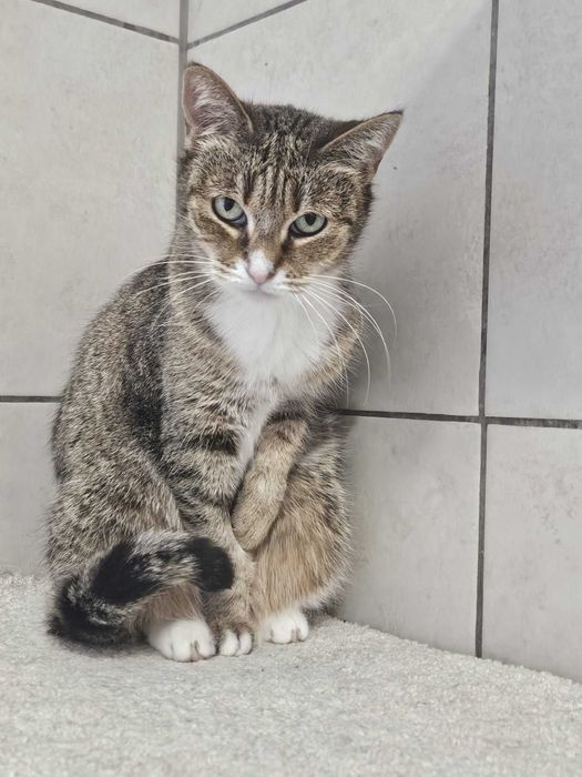 Piękna Magnolia od ponad 3 lat w kocińcu szuka domu
