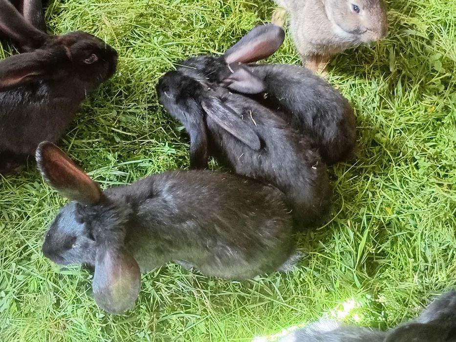 Продаються домашні кролі