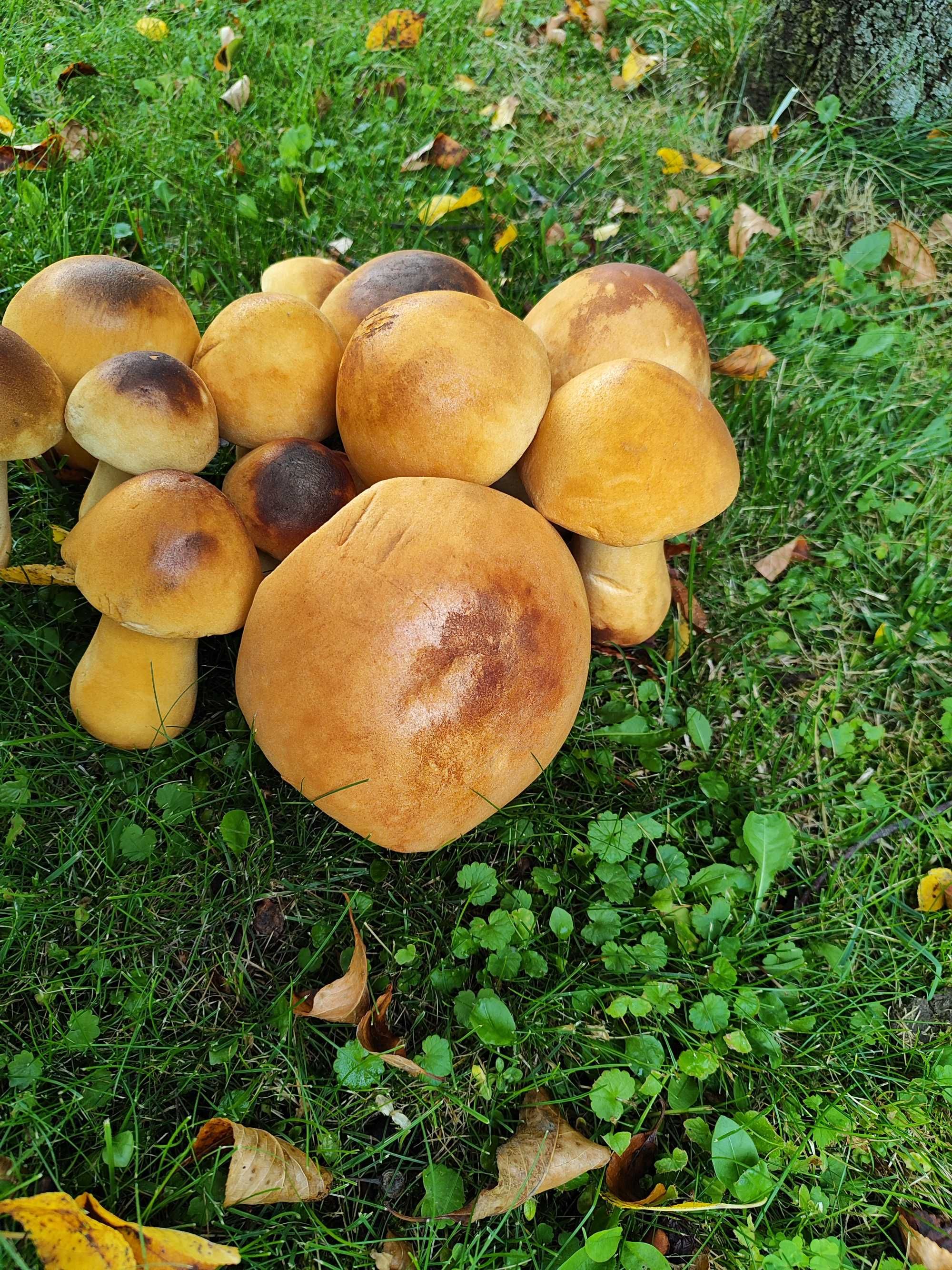 Grzyby ozdobne  do ogrodu jak żywe :)