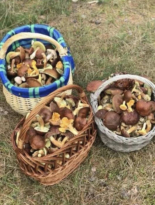 Suszone grzyby, podgrzybki