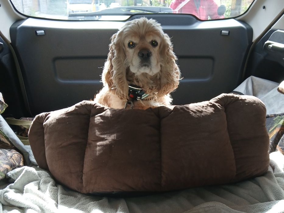 Пасажирські перевезення , такси межгород