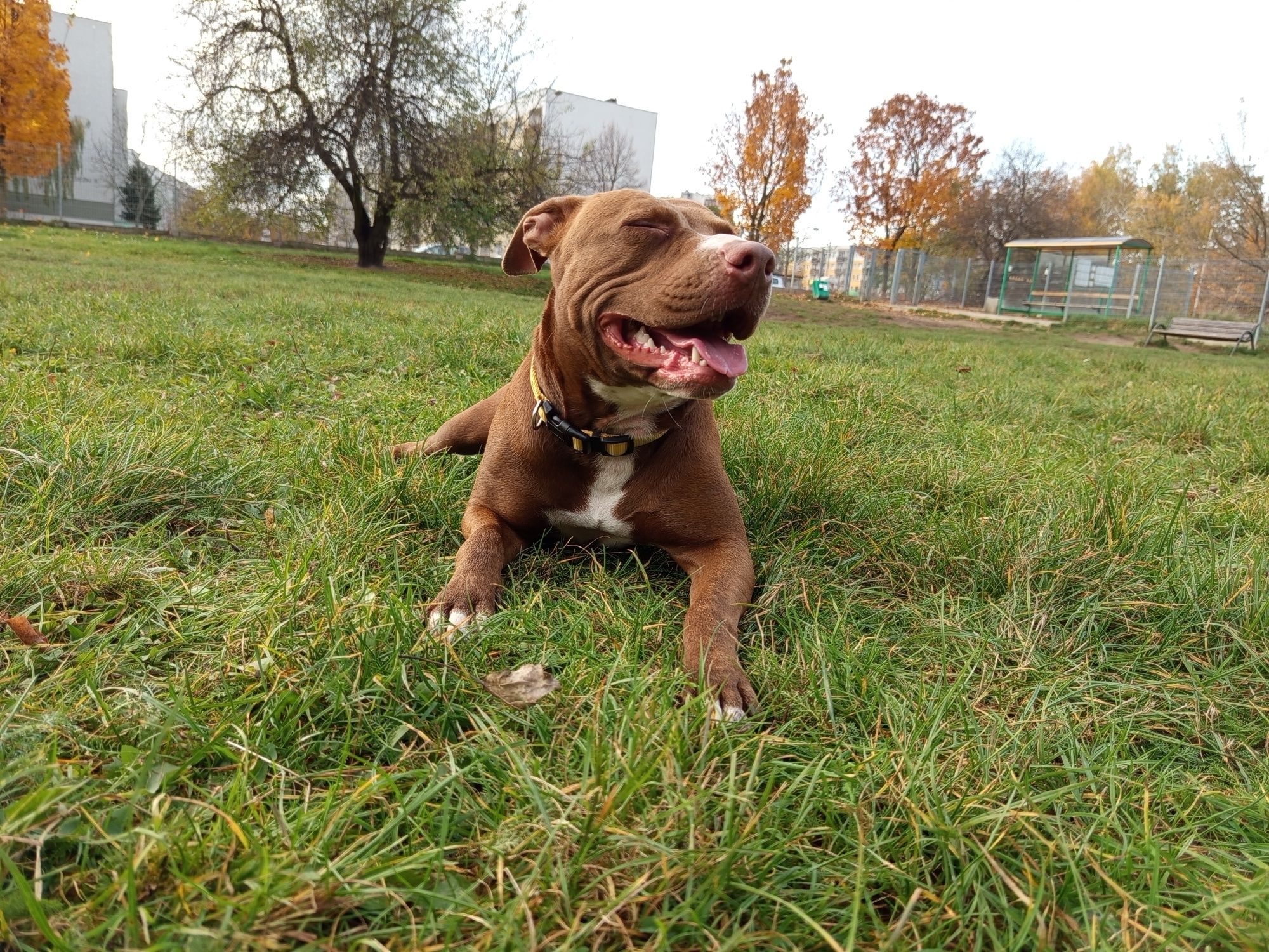 Vini pitbull red nose do pilnej adopcji