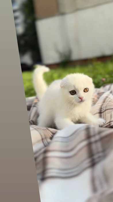 Висловушки шотландські кошенята фолди срібні біленькі кот по висловух