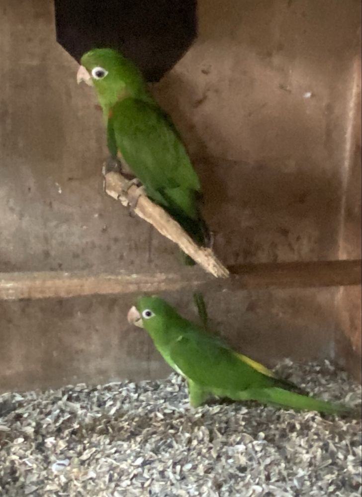 Aratinga leucophthalma