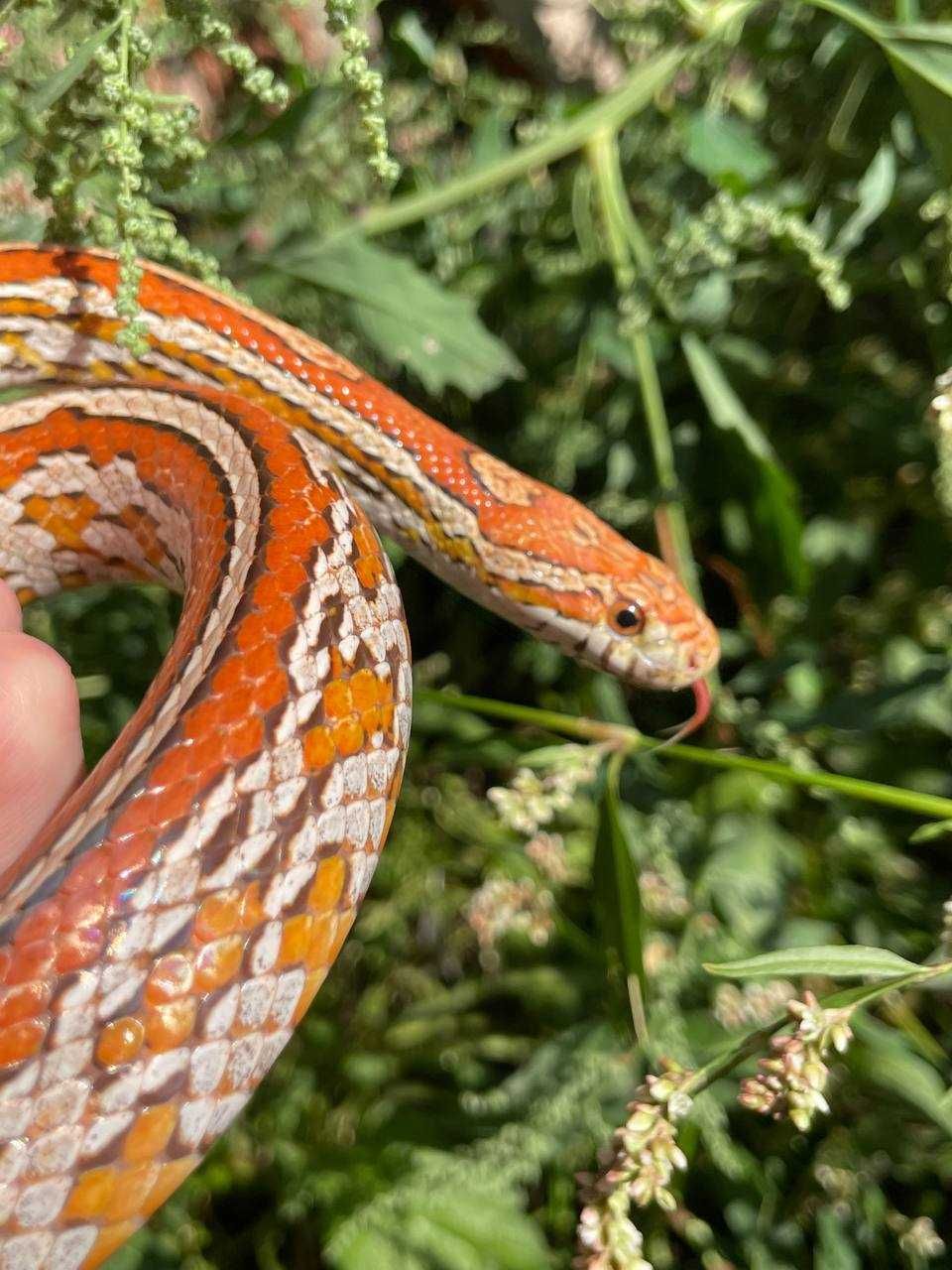 Полоз маісовий, Pantherophis guttatus, тераріум