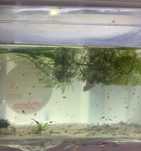 Alevinos betta ct/superdelta