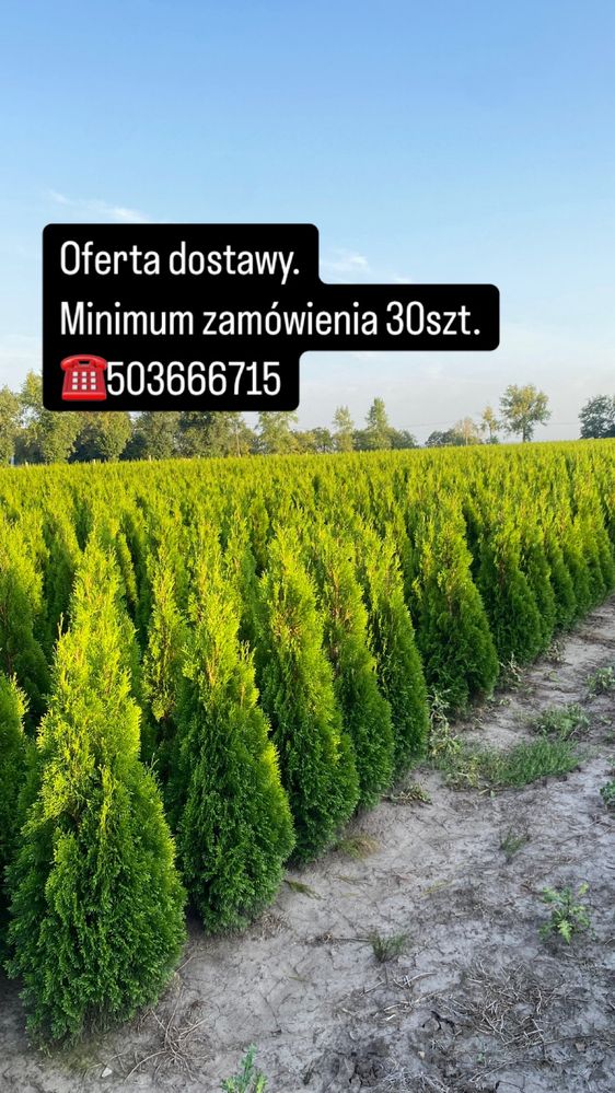 Tuje Szmaragd 140-150cm DOSTAWA ‼️ SADZENIE ‼️ PRODUCENT