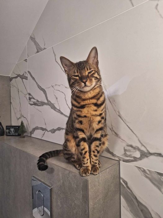 Trzyletni Kot bengalski szuka swojego miejsca na świecie