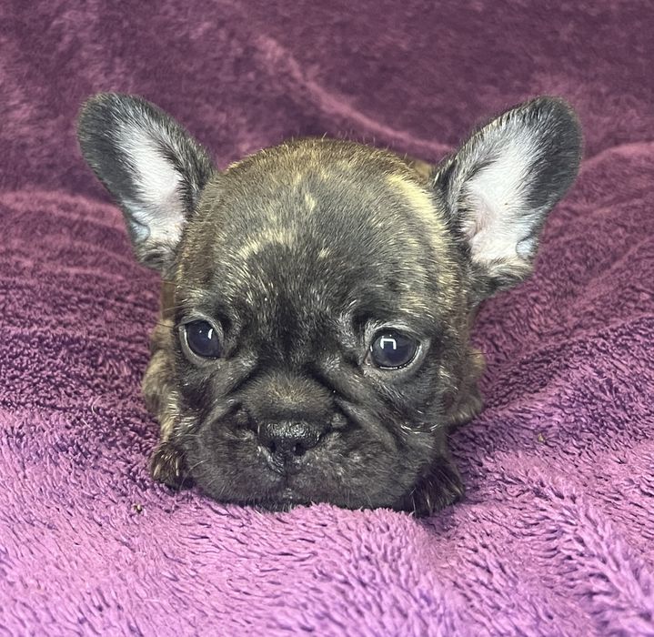 Buldog Francuski - pręgowana suczka ZKwP/FCI