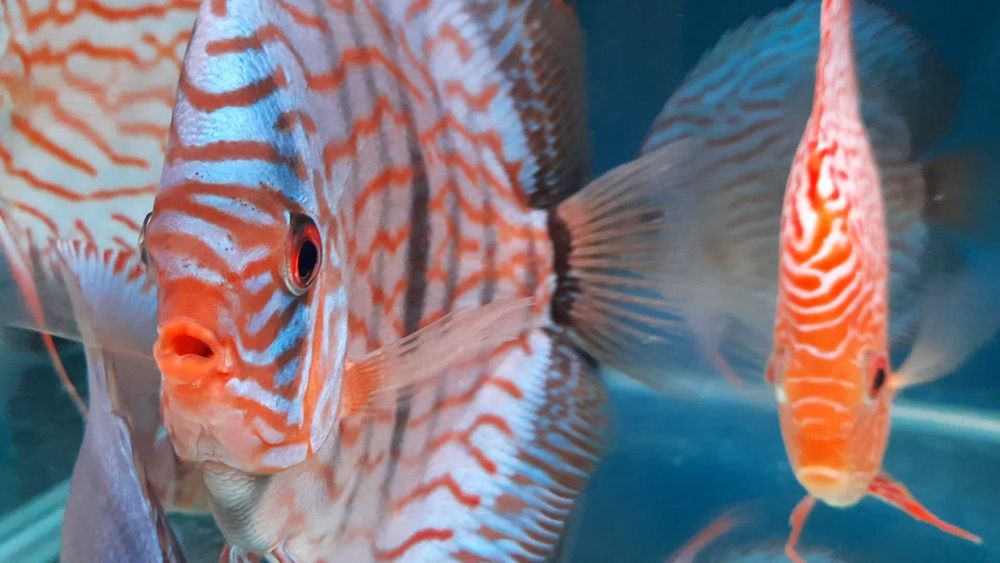 Discus Europeus Stendeker, piowasky