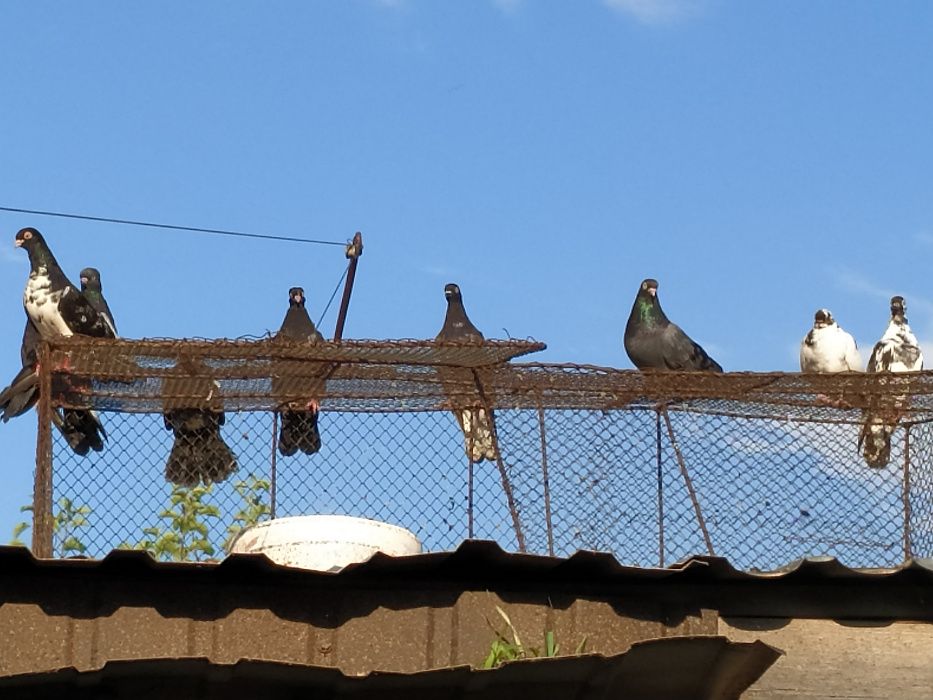 Gołębie zamojskie, różne. Likwidacja hodowli