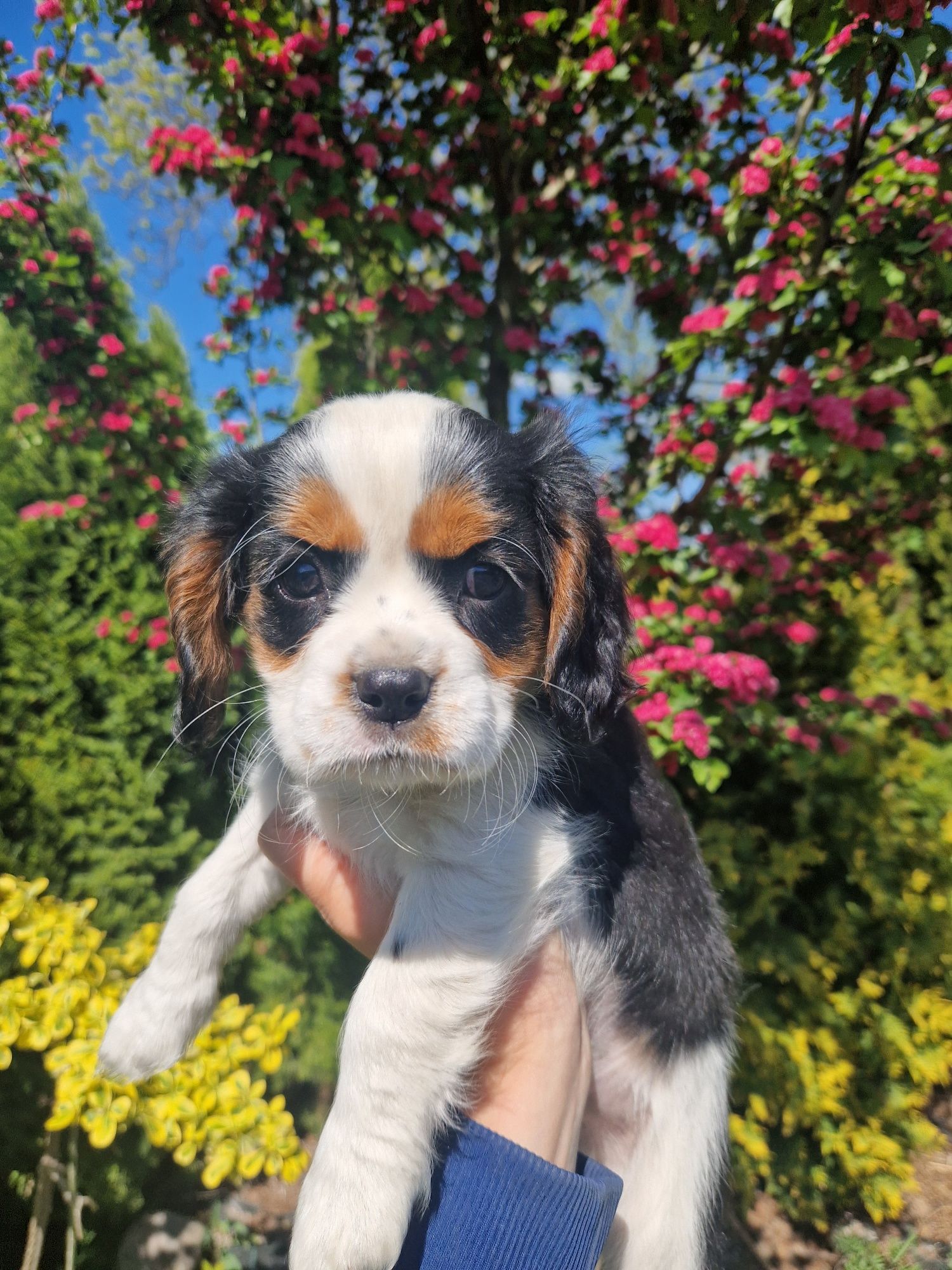 Cavalier king charles spaniel-suczka