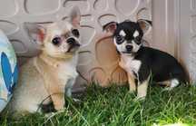 Chihuahua suczka czarna podpalana krótkowłosa