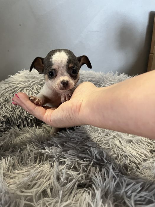 Cudny Łaciaty Niebieski Chihuahua *Miniaturka*