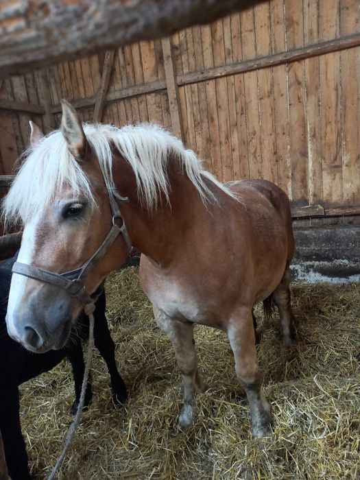 Konie Klacze Zimnokrwiste