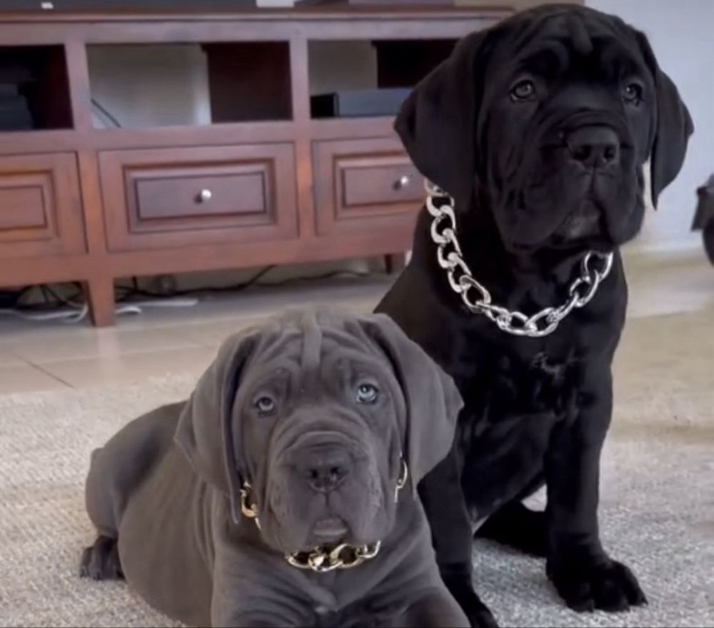 Cane corso Italiano-чорного окрасу