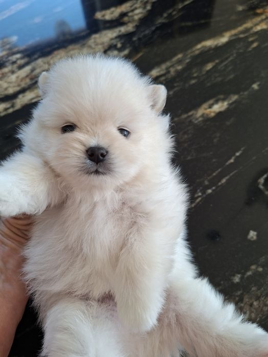 Biały pomeranian piesek