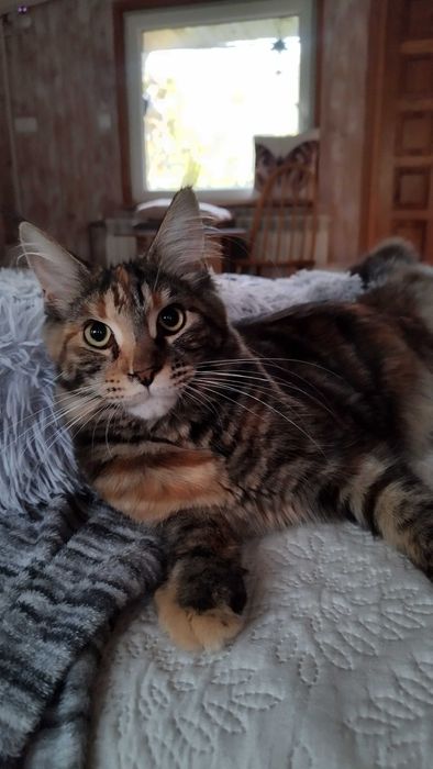 Koteczka Zosia Maine coon