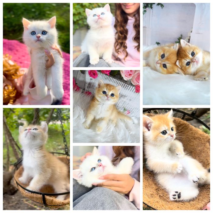 Британська золота шиншила