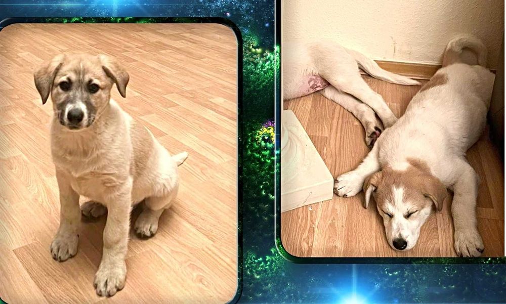 цуценя віддам щенка дівчата крупні щеплені