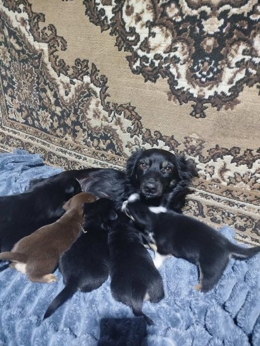 Отдам щенков в хороше руки