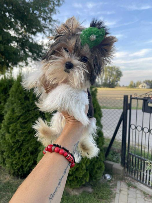 Biewer 1.30 kg Koksik Yorkshire terrier miniaturka paszport