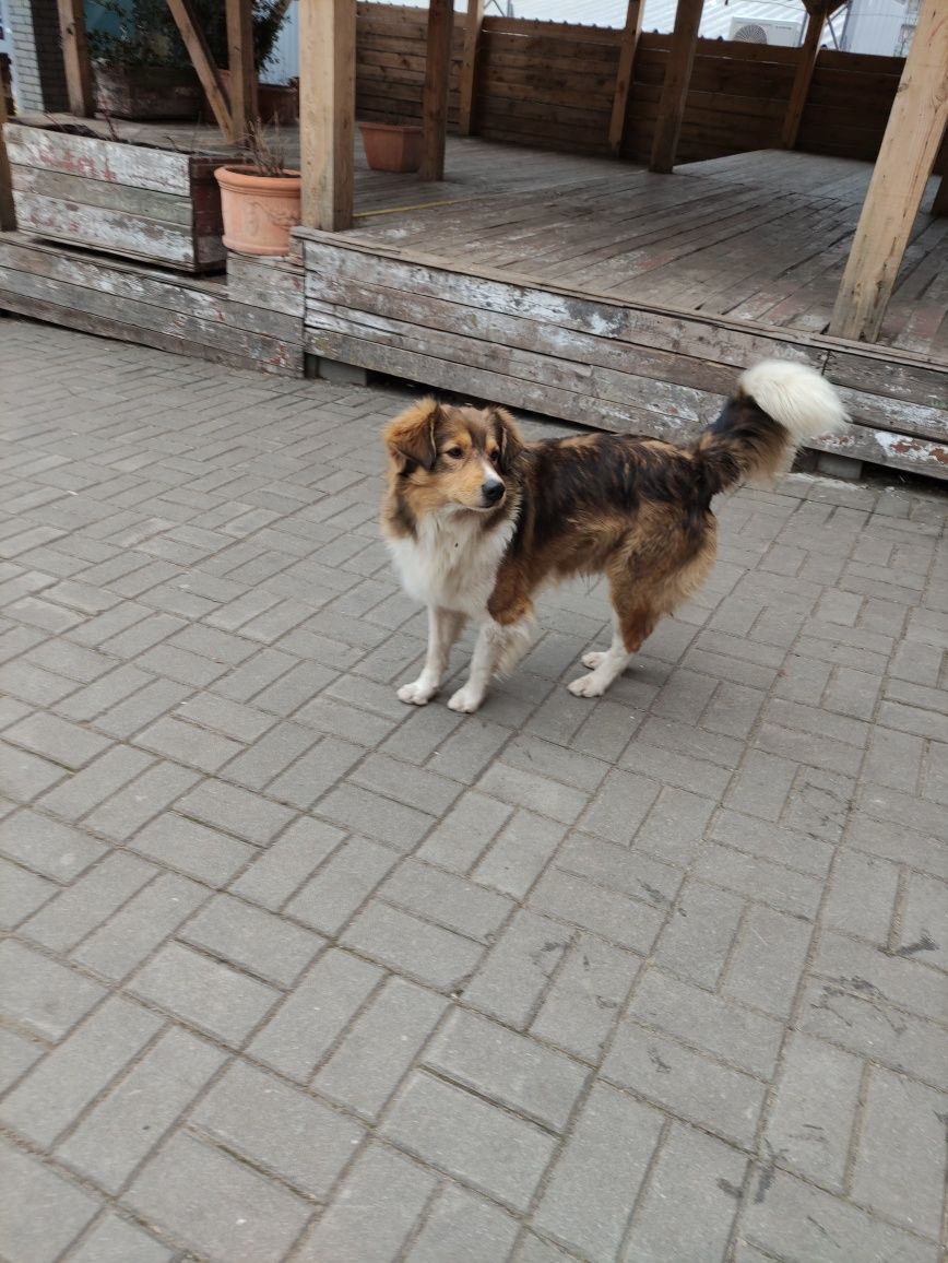 Собачка, яку викинули в перші дні війни.