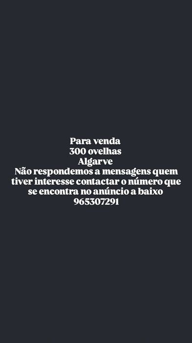 Vendemos ovelhas