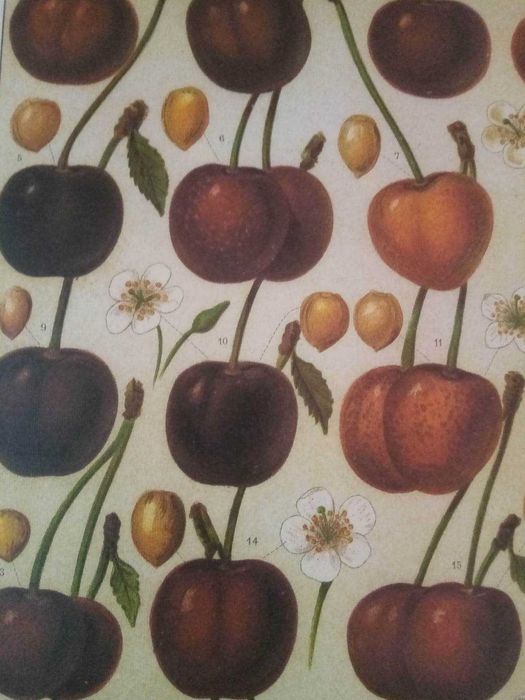 Quadro Cerejas em moldura de madeira