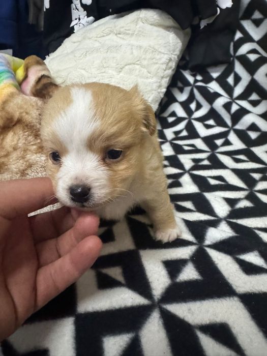 Caezinhos porte mini pequeno adocao responsavel