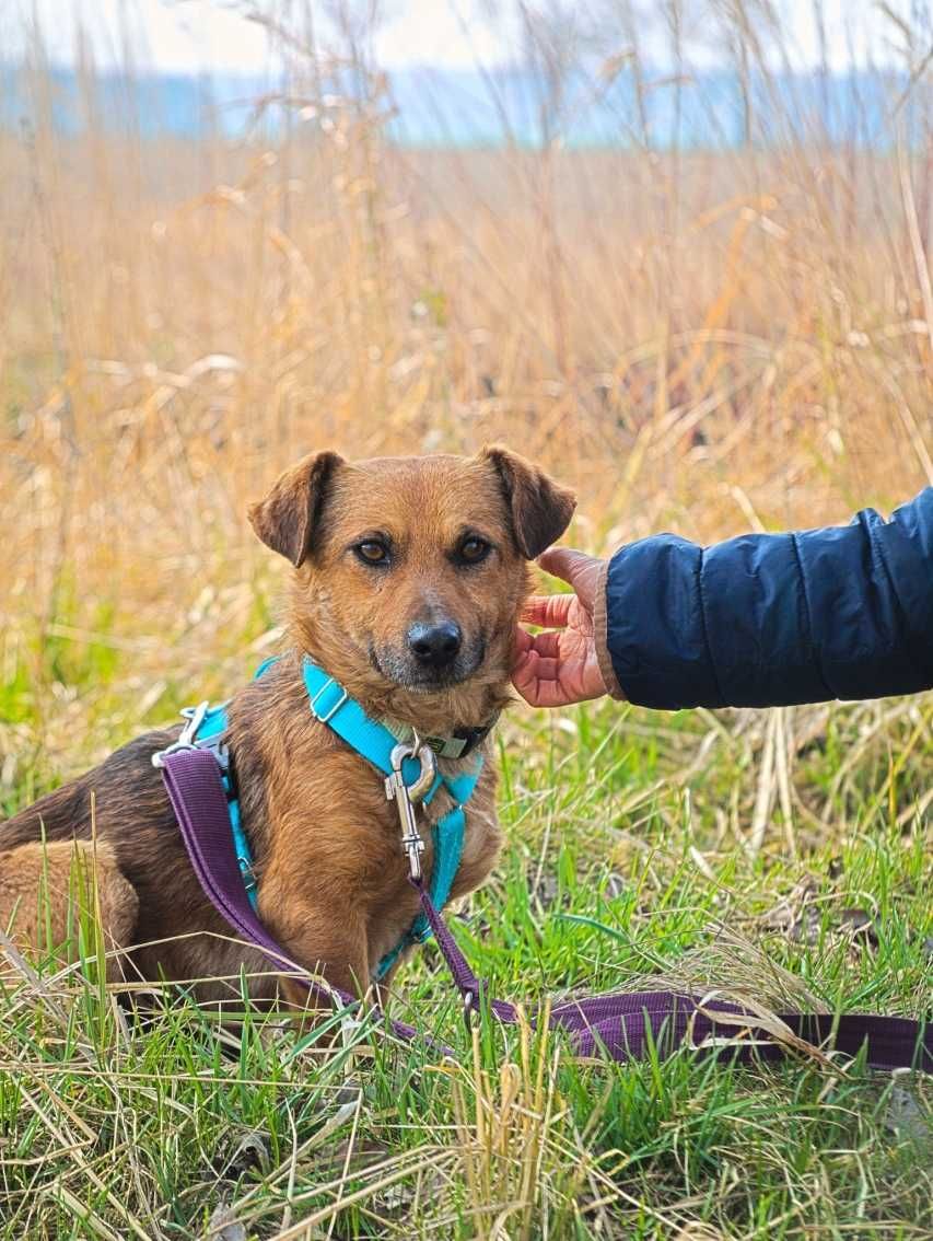 Bursztynek - rozczulający, mały psiak, idealny towarzysz - do adopcji.