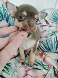 Czekoladowa dziwczynka Chihuahua