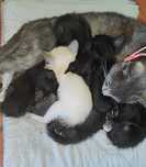 Gatinhos para dar