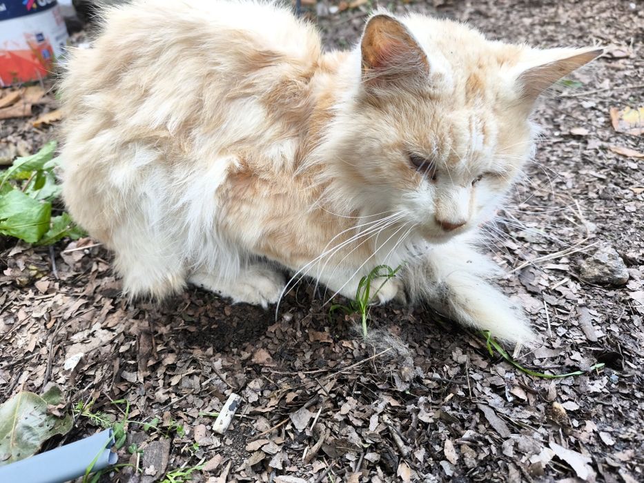 Przybłęda  Maine coon