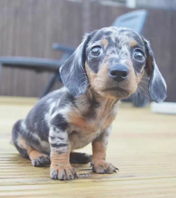 Мраморні цуценята такси преміальної окраси, готові до нової сім’ї